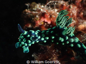 Nembrotha cristata by William Goers Jr 